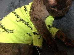 -momokira米努特·德文卷毛猫·棉花面纱犬