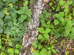 -帽儿山国家森林公园