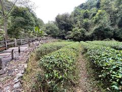 -雁南飞茶田景区