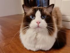 -猫大福·Fortune Cat猫舍(百子湾店)
