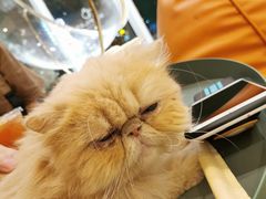 -飞行喵MR PILOT|猫舍·猫咖(静安大融城店)