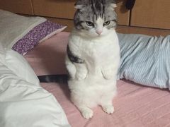 -多卡布奇宠物生活馆(上林世家店)