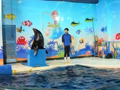海狮表演-太平洋海底世界