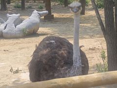 -大连森林动物园