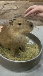 点击看大图 -Zoolung Zoolung动物主题公园(海信广场店)