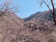 -大岭沟猕猴桃谷风景区