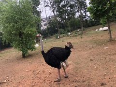 -大连森林动物园