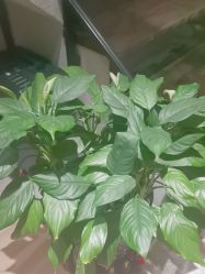 -香秀空间科技抗衰·美容中心