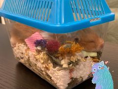 -彩虹桥宠物火化殡葬善终服务(金乐大厦店)