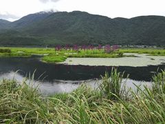 -腾冲北海湿地