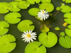 -国家植物园南园