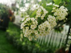 -上海鲜花港