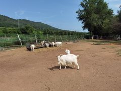 -大连铭湖国际观光牧场