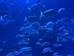 -太平洋海底世界