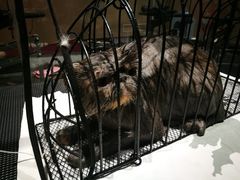 -MOLLY'S萌宠生活馆