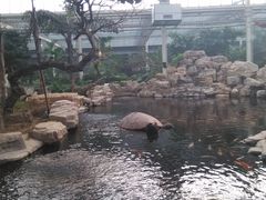 锦鲤池-龙达温泉生态城