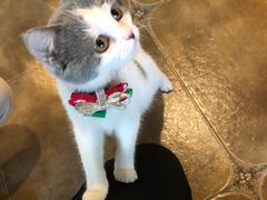 -共舞时光猫咖·狗咖(新街口店)