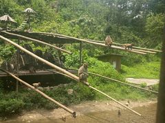 -西双版纳原始森林公园