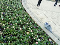 -上海鲜花港