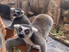 -北京野生动物园