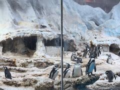 -帝企鹅自助餐厅•儿童岛•真企鹅(长隆企鹅酒店)