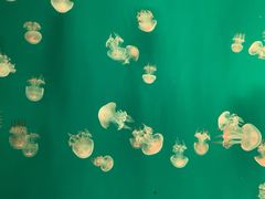 -福州罗源湾海洋世界旅游区