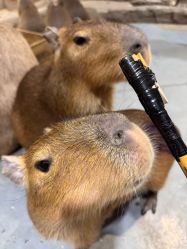 -Zoolung Zoolung动物主题公园(海信广场店)