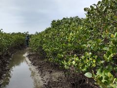 -北海金海湾红树林生态旅游区