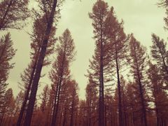 -塞罕坝国家级自然保护区