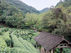 -龙井村