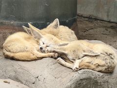 -上海野生动物园