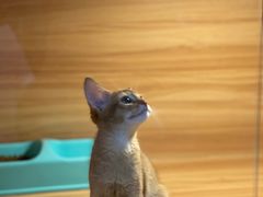 -猫十亿·布偶金渐层·曼基康矮脚猫舍(青年路店)