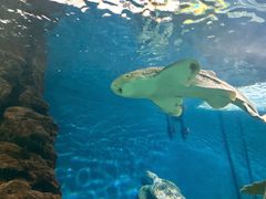 -上海海洋水族馆