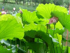 -陈家山荷花公园