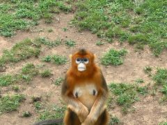 -西霞口神雕山野生动物世界