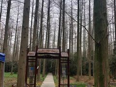 -东平国家森林公园
