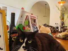 -有猫主题·治愈系猫咖(曾厝垵店)