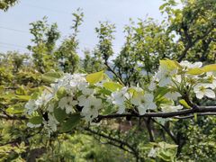 -树山生态村