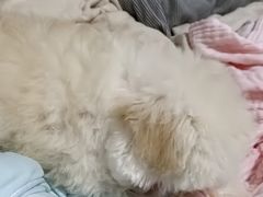 -翊宠yipet猫狗购宠庄园犬舍•猫舍