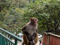 -黔灵山公园