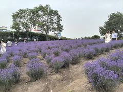 -季高兔窝窝亲子园(上海薰衣草公园店)