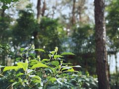 -铁山坪森林公园