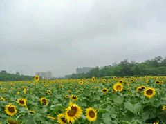 android_upload_pic-广西壮族自治区药用植物园