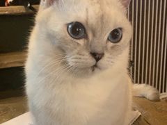 -猫猫幼稚园·撸猫·桌游·电玩