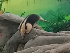 -上海野生动物园老虎餐厅