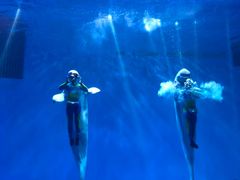 -芜湖新华联大白鲸海洋公园