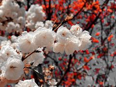 -天适樱花悠乐园