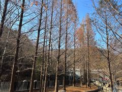 -白水寺森林公园