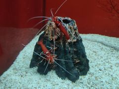 -大连圣亚海洋世界
