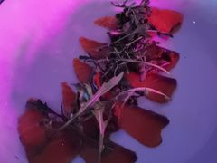 -SPARK(成都W酒店)
